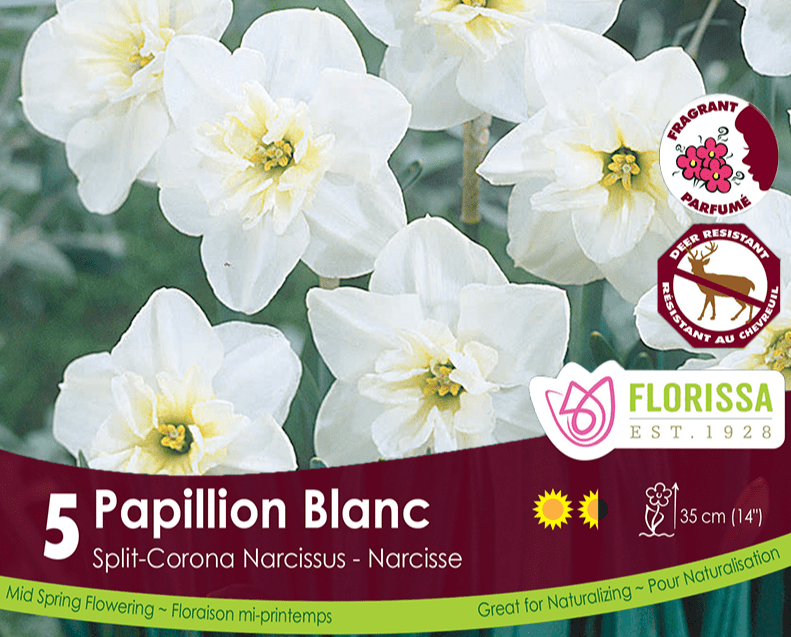 Narcissus Papillion Blanc, Split-Corona, 5 Pack