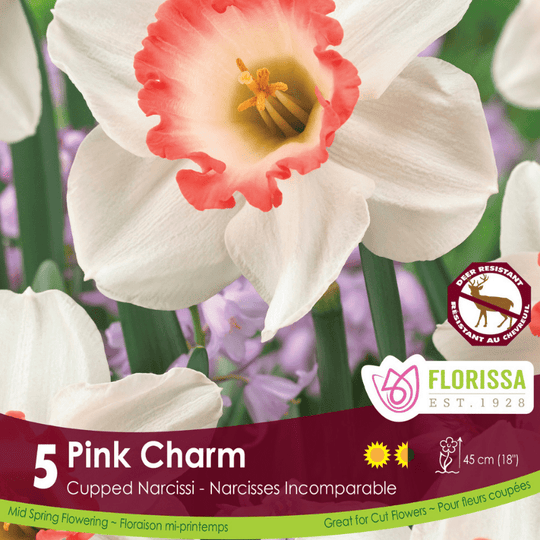 Narcissus Pink Charm