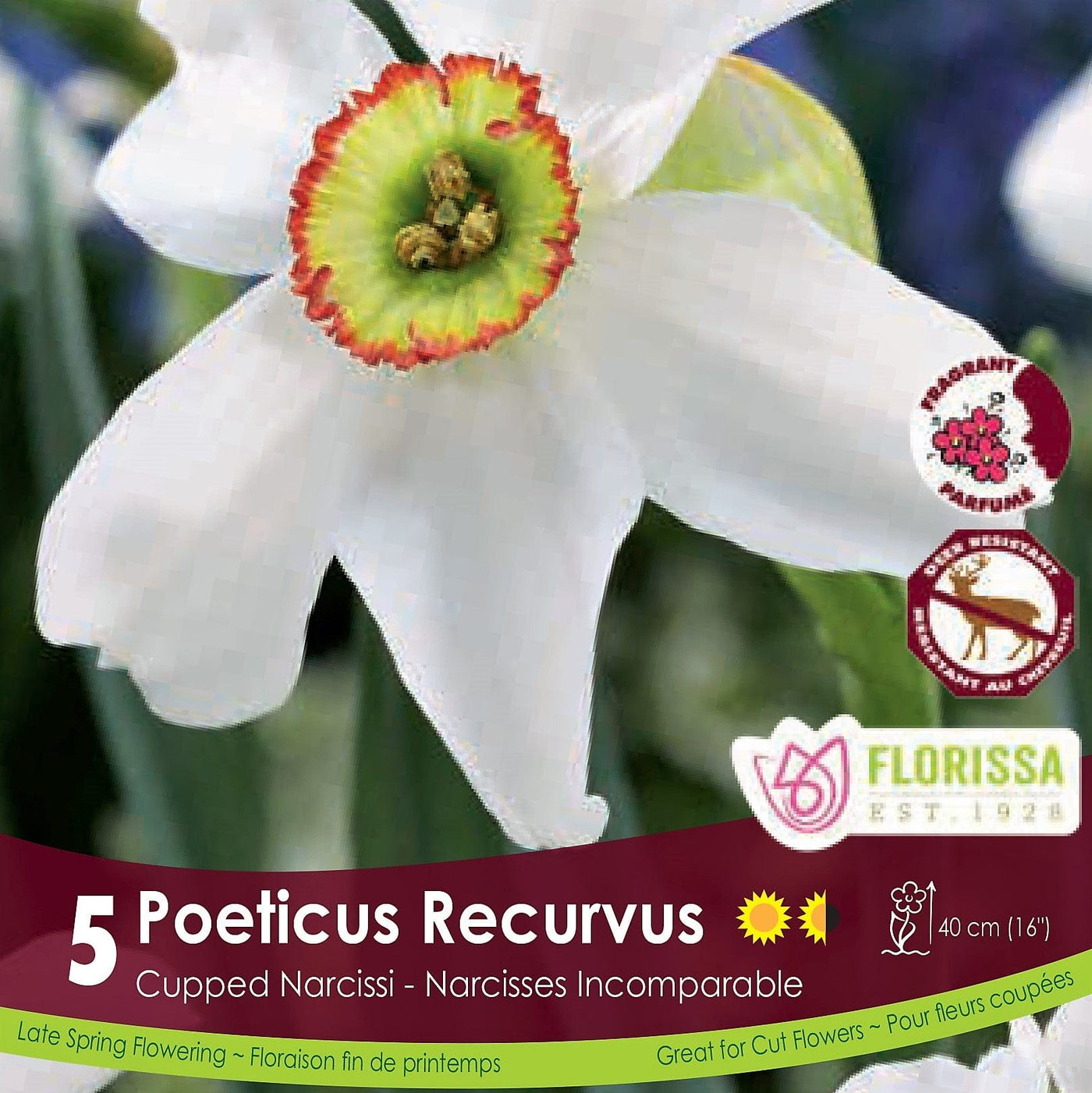 White Orange Green Cupped Narcissus Poeticus Recurvus 