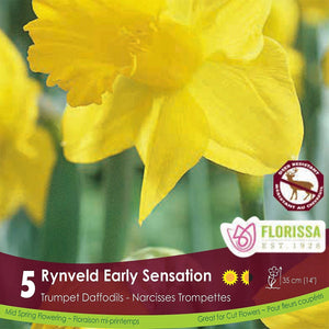 Yellow Trumpet Daffodil Narcissus Rynveld Early Sensation 