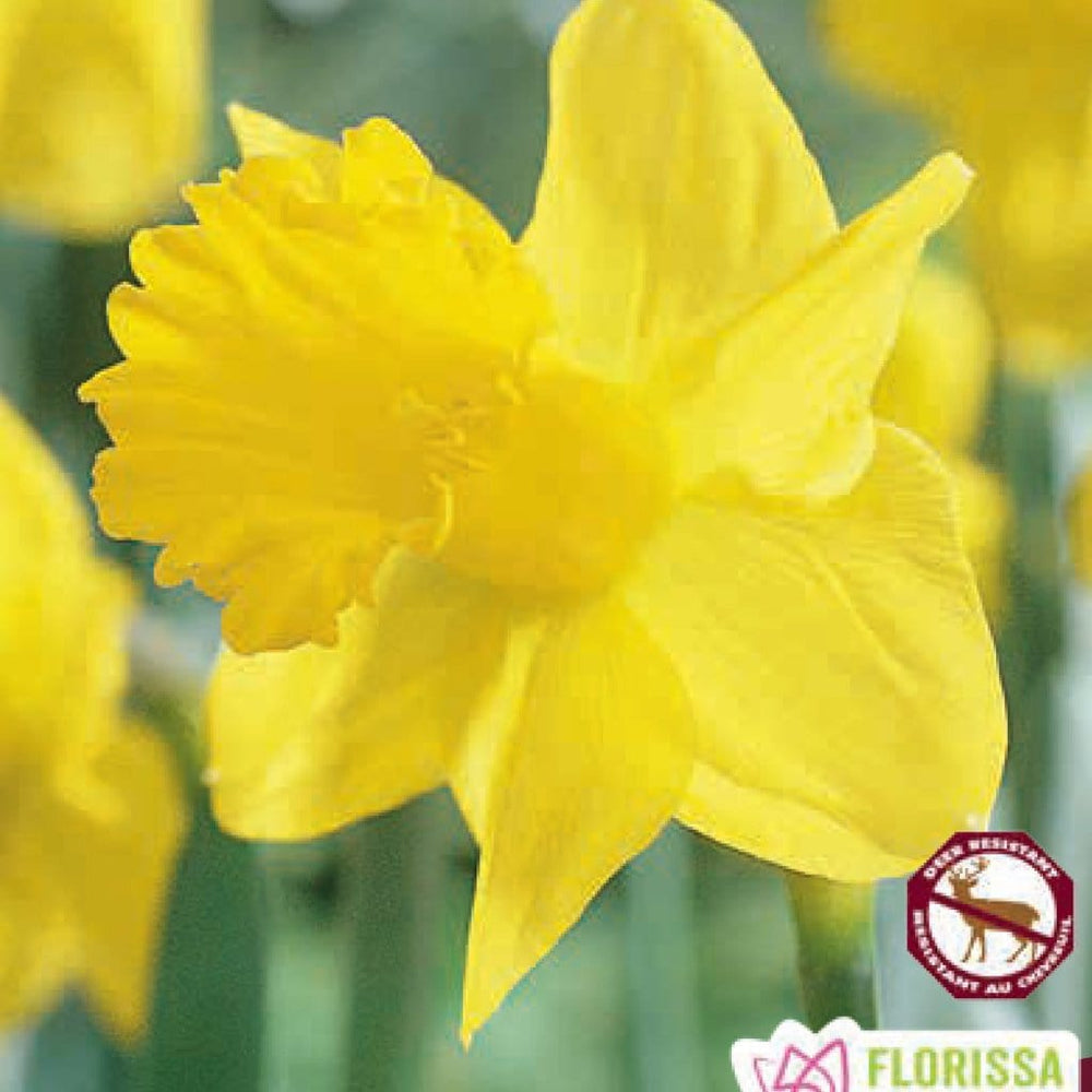 Yellow Trumpet Daffodil Narcissus Rynveld Early Sensation 