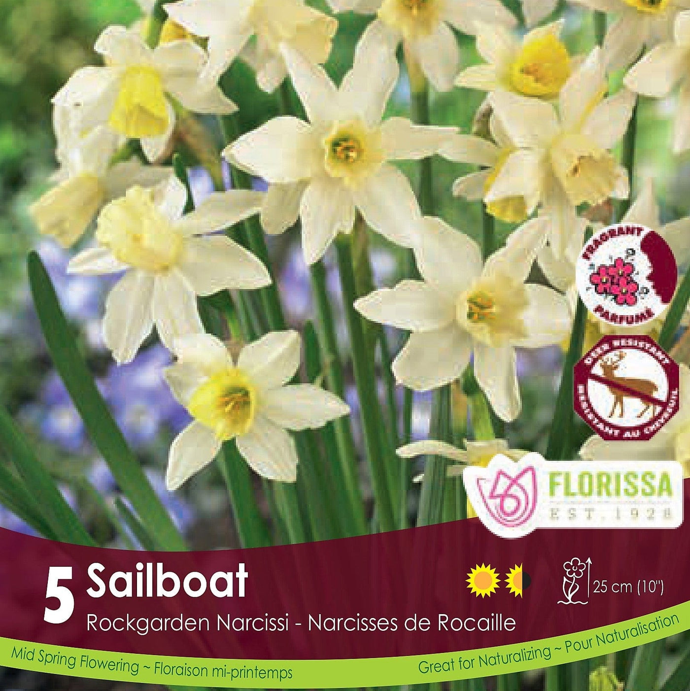 Yellow Cream Rockgarden Narcissus Sailboat Tops 