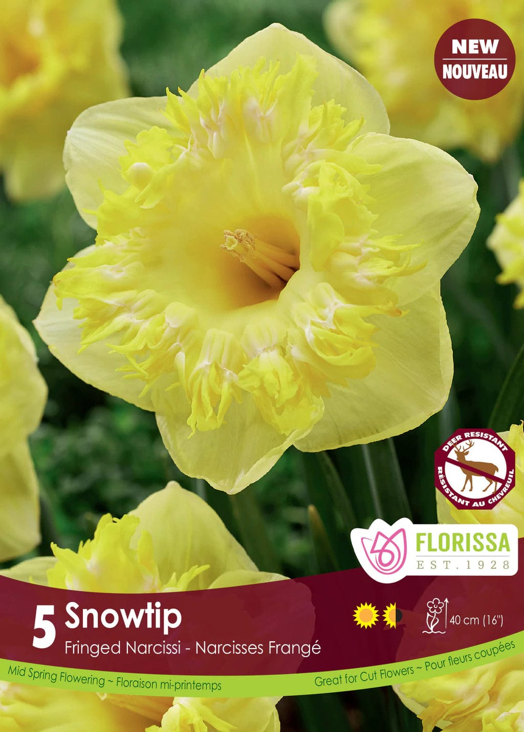 Narcissus - Snowtip, 5 Pack