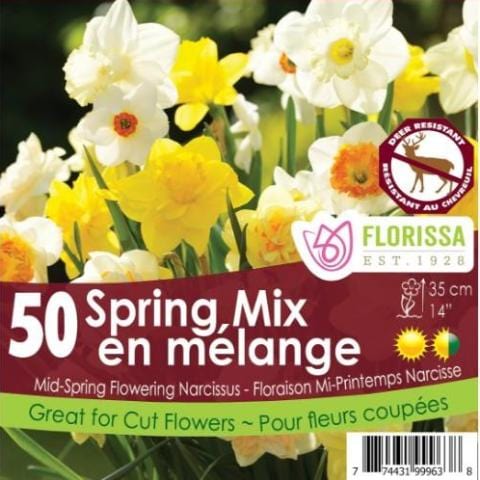 Narcissus - Spring Mix - Mesh Bag, 50 Pack