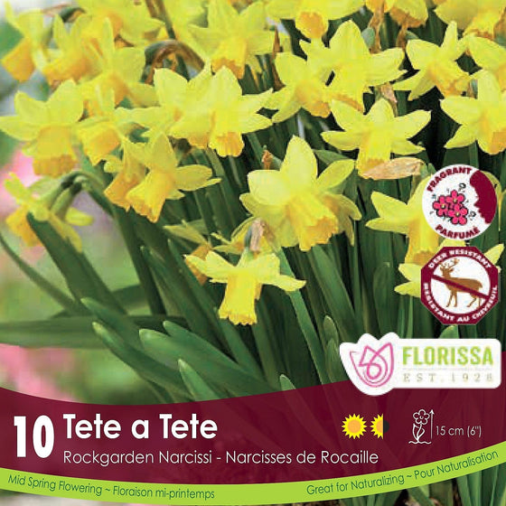 Narcissus - Tete a Tete, 10 Pack