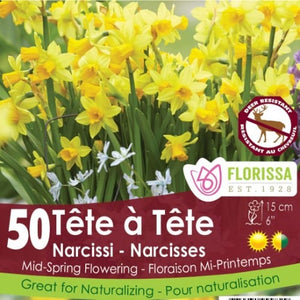 Narcissus - Tete a Tete - Mesh Bag, 50 Pack