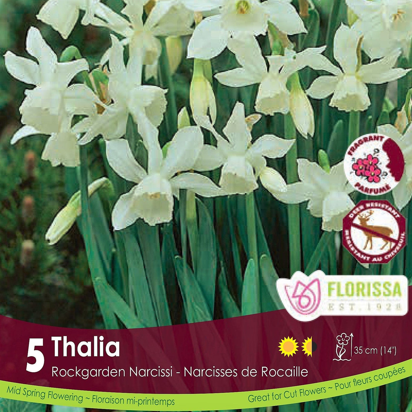 cream white rock garden daffodil Thalia Narcissus