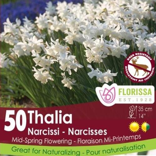 Narcissus - Thalia - Mesh Bag, 50 Pack