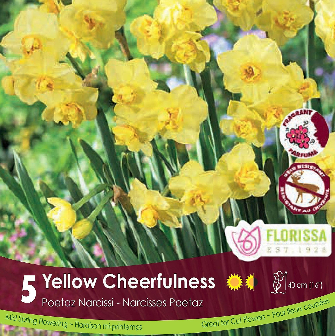Poetaz Narcissus Yellow Cheerfulness 