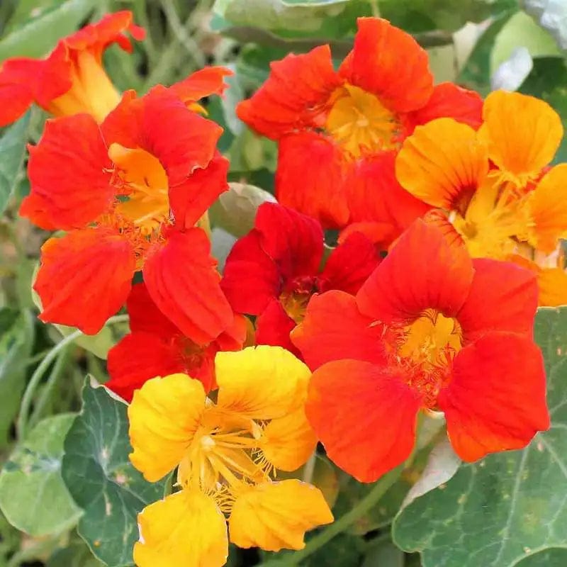Nasturtium Alaska Mix - McKenzie Seeds