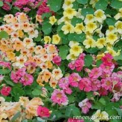 Nasturtium Aloha Mix - Renee's Garden