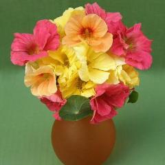 Nasturtium Aloha Mix - Renee's Garden