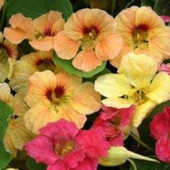 Nasturtium Aloha Mix - Renee's Garden