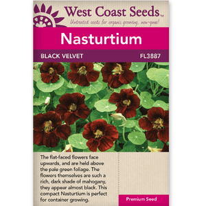 Nasturtium Black Velvet - West Coast Seeds