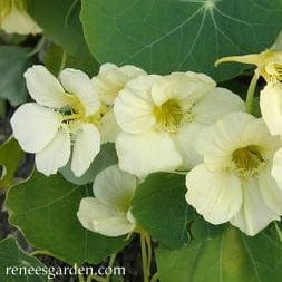 Nasturtium Buttercream - Renee's Garden Seeds