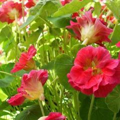 Nasturtium Cherries Jubilee - Renee's Garden