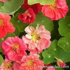 Nasturtium Cherries Jubilee - Renee's Garden