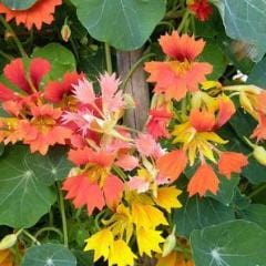 Nasturtium Climbing Phoenix - Renee's Garden 