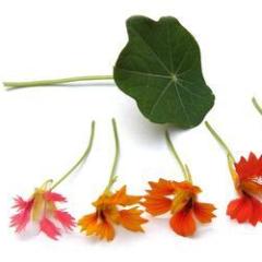 Nasturtium Climbing Phoenix - Renee's Garden 