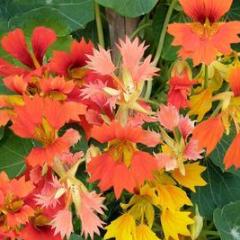 Nasturtium Climbing Phoenix - Renee's Garden 