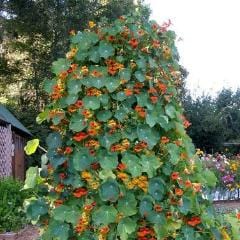 Nasturtium Climbing Phoenix - Renee's Garden 