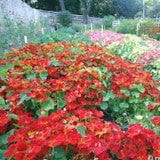 Nasturtium Copper Sunset - Renee's Garden