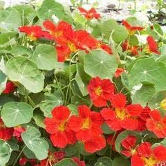 Nasturtium Copper Sunset - Renee's Garden