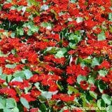 Nasturtium Copper Sunset - Renee's Garden