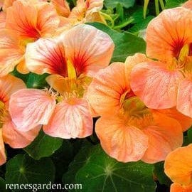 Nasturtium Creamsicle - Renee's Garden Seeds