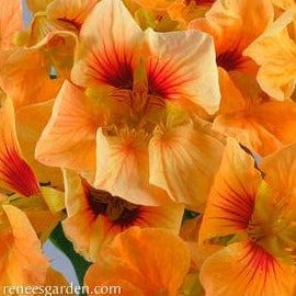 Nasturtium Creamsicle - Renee's Garden Seeds