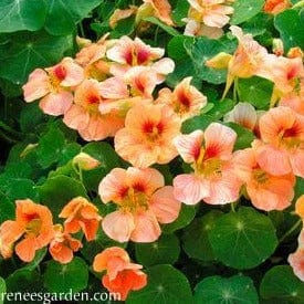 Nasturtium Creamsicle - Renee's Garden Seeds