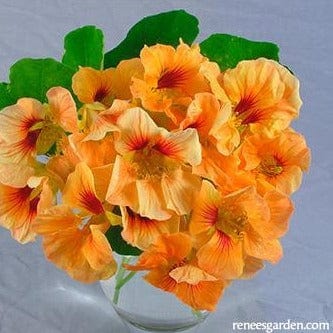 Nasturtium Creamsicle - Renee's Garden Seeds