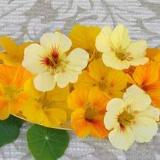 Nasturtium Cup of Sun - Renee's Garden