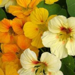 Nasturtium Cup of Sun - Renee's Garden