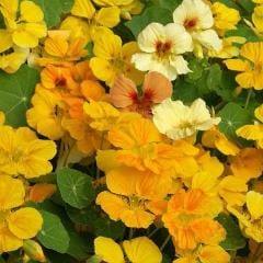 Nasturtium Cup of Sun - Renee's Garden