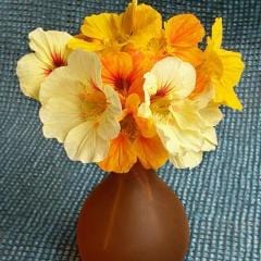 Nasturtium Cup of Sun - Renee's Garden