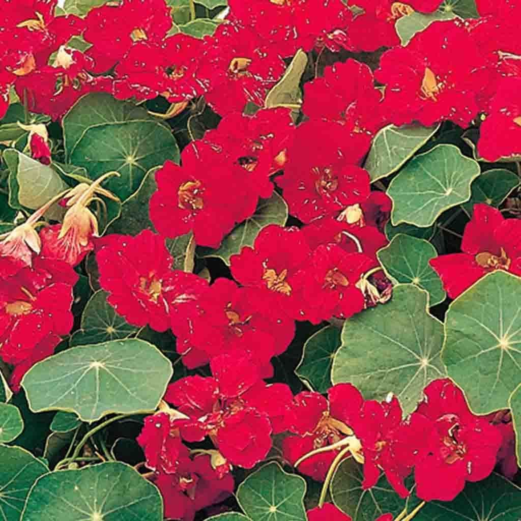 Nasturtium Dwarf Cherry Red - McKenzie Seeds 