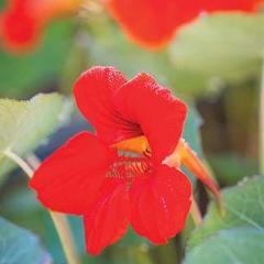 Nasturtium Empress of India - Burpee Seeds