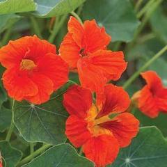 Nasturtium Empress of India - Burpee Seeds