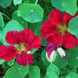 Nasturtium Empress Of India - Cornucopia Seeds