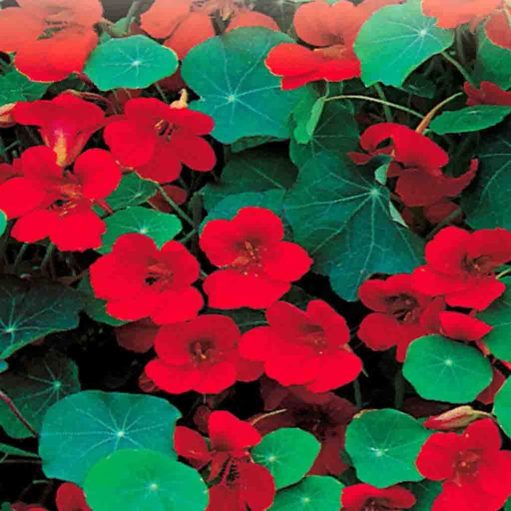 Nasturtium Empress of India - McKenzie Seeds 