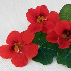 Nasturtium Empress of India - Renee's Garden