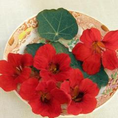 Nasturtium Empress of India - Renee's Garden