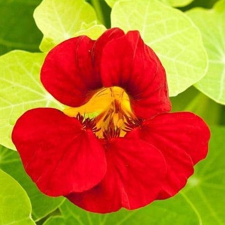 Nasturtium Empress of India - West Coast Seeds