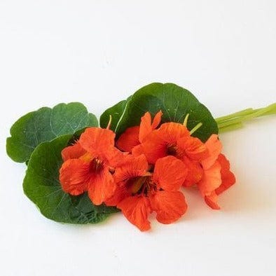 Nasturtium Empress of India - West Coast Seeds