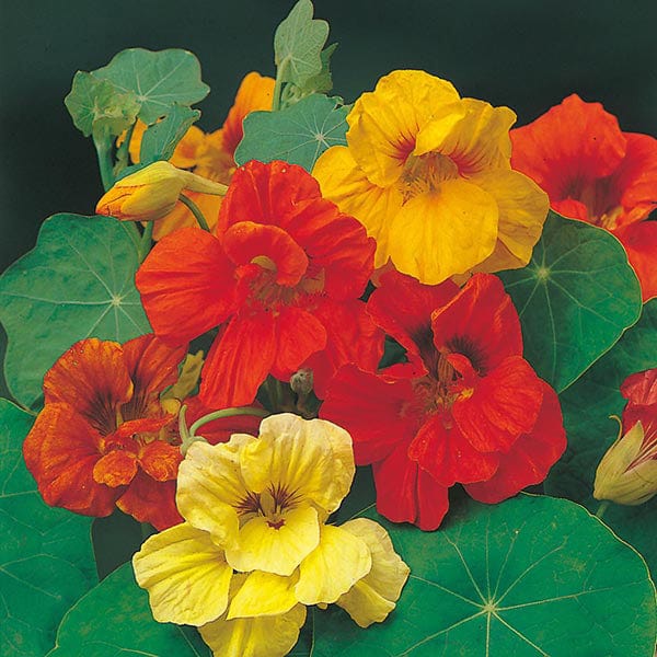 Nasturtium Gleaming Hybrids - Mr. Fothergill's Seeds