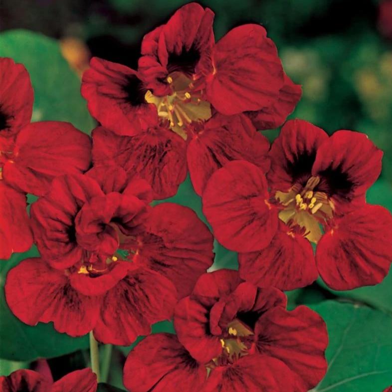 Nasturtium Gleaming Mahogan - Mr. Fothergill's Seeds