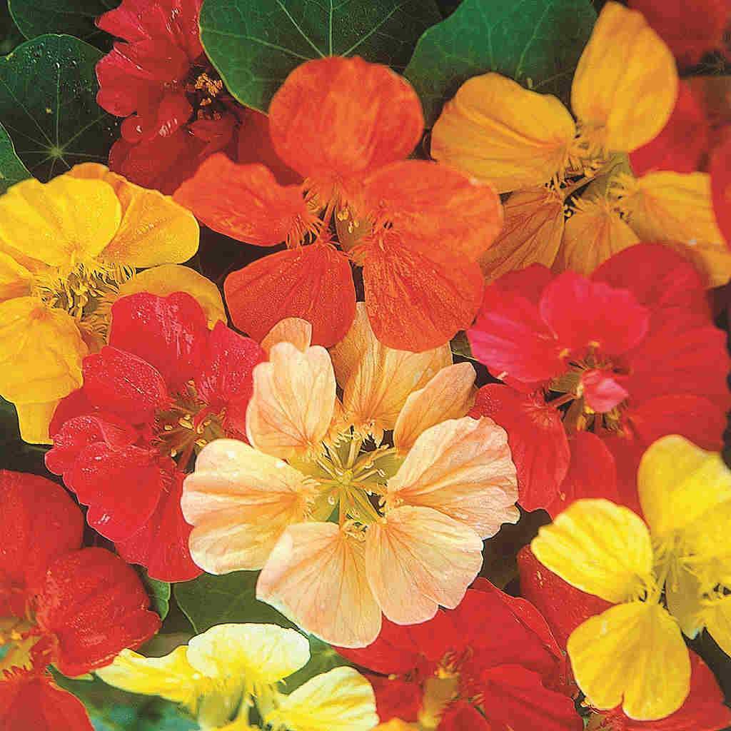 Nasturtium Jewel Mix Jumbo Pack - McKenzie Seeds 