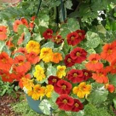 Nasturtium Little Firebirds - Renee's Garden