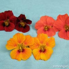 Nasturtium Little Firebirds - Renee's Garden